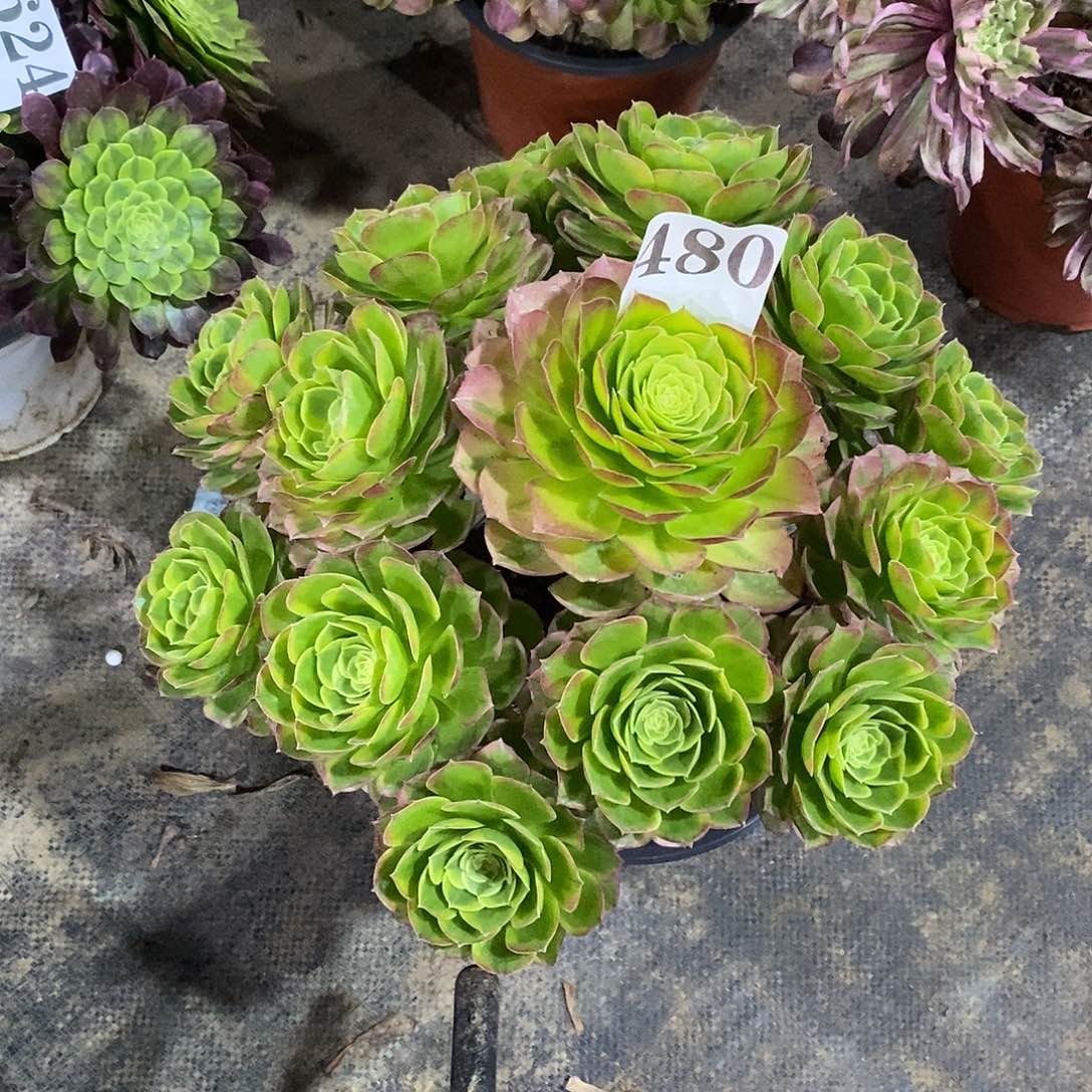 奶白锦480多肉法师植物