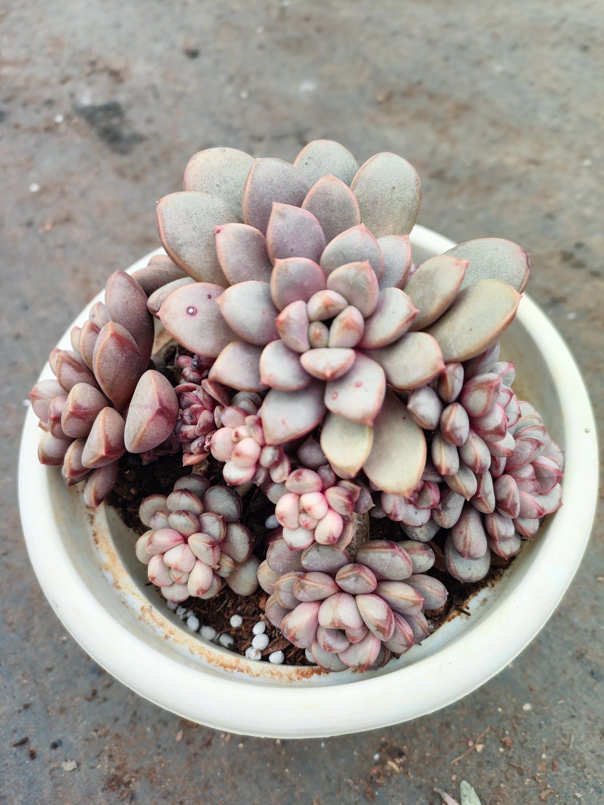 精品葡萄多肉 好种好养  