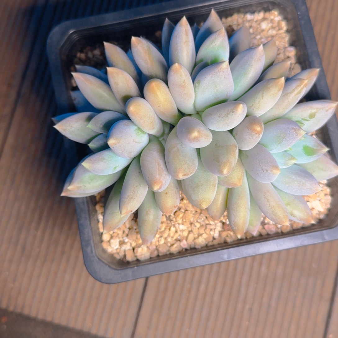 哥特黄胖福利3 头11111111111