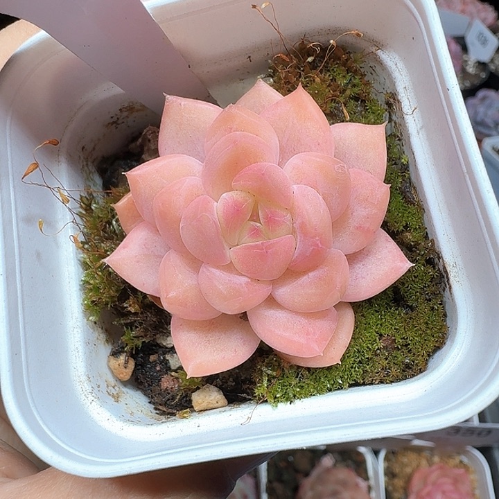 杂交多肉植物287