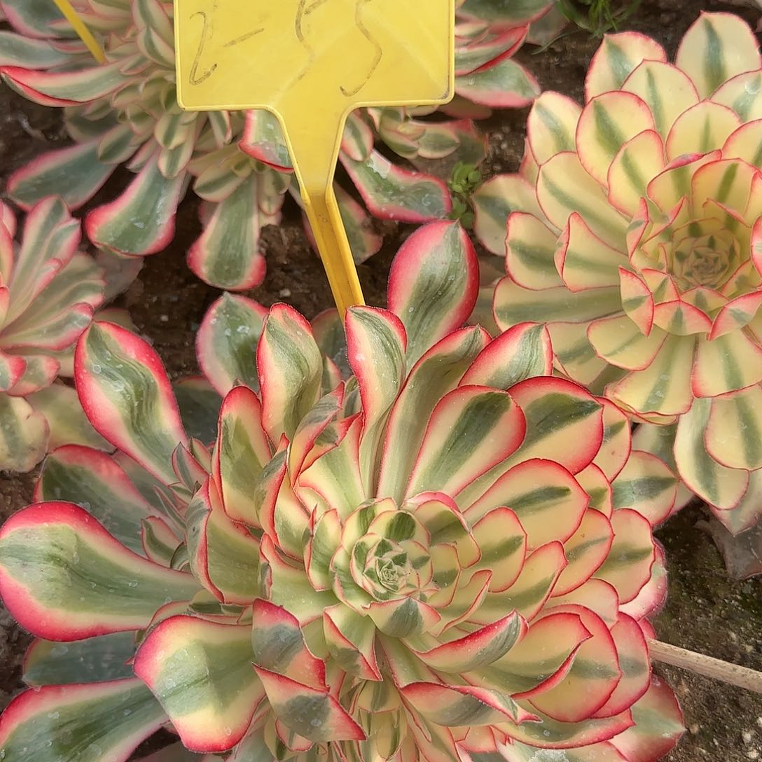 2-55---多头多肉植物