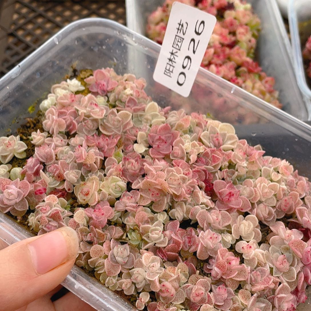 多肉植物多肉植物926