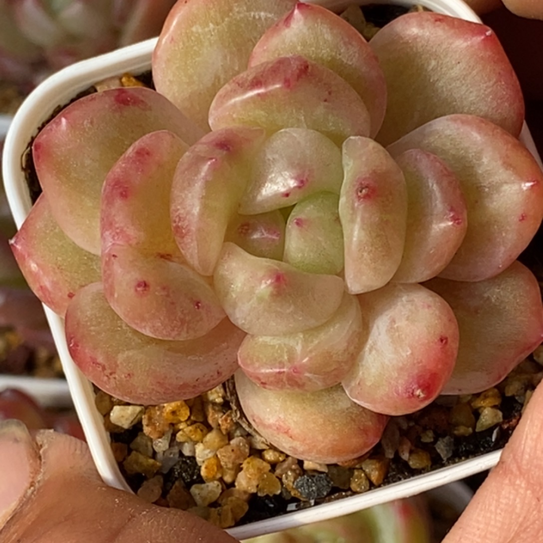 天官赐福百无禁忌