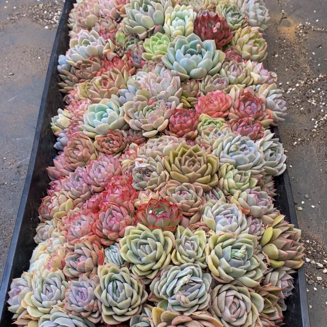 用****2311多肉植物保护研究所所长