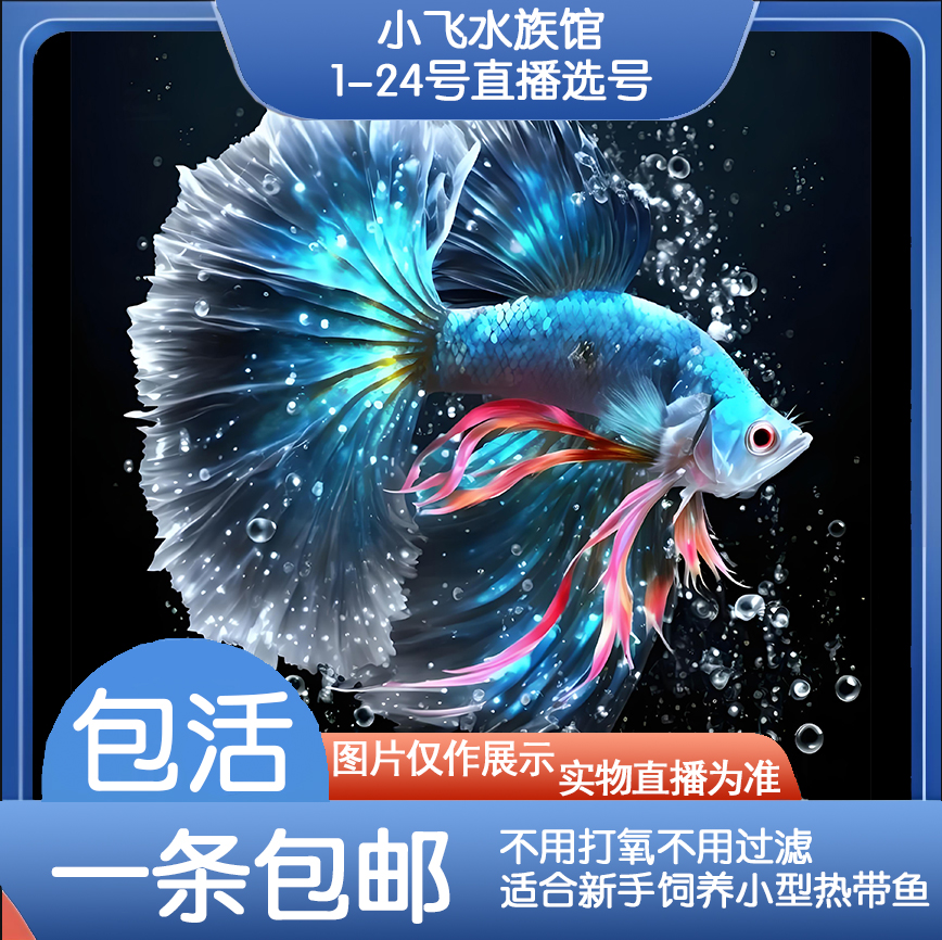 编号1-24号直播间泰国斗鱼五彩观赏鱼 活体半月将军斗鱼 