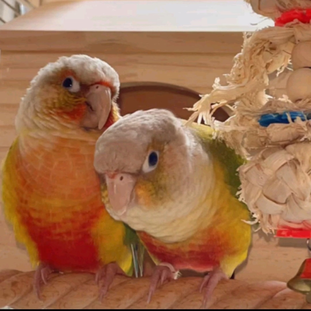 鹦鹉活体雏鸟  手养鹦鹉 直播间一物一拍