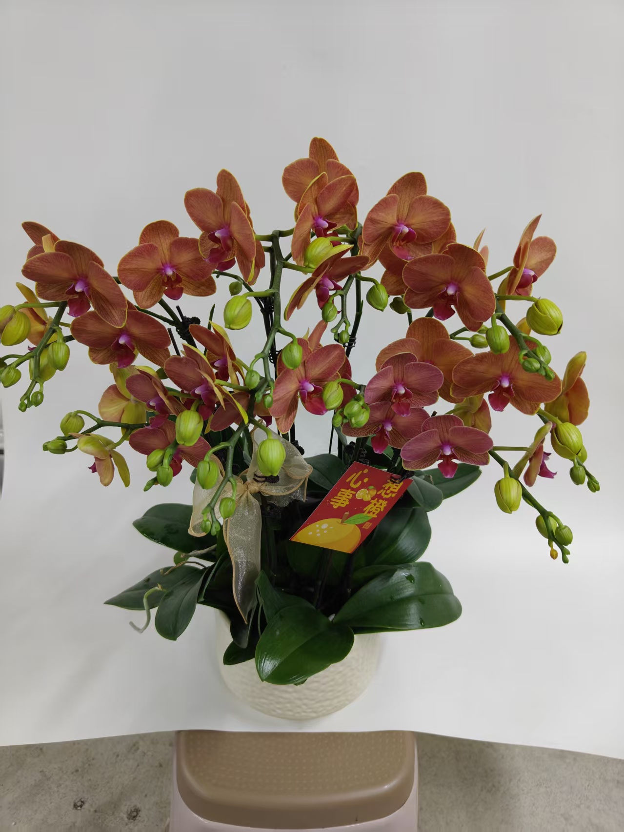 蝴蝶兰【椪柑】鲜花盆栽室内观赏花花佛山基地直发好养易活