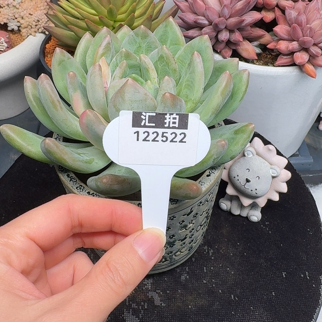 精品多肉植物122522