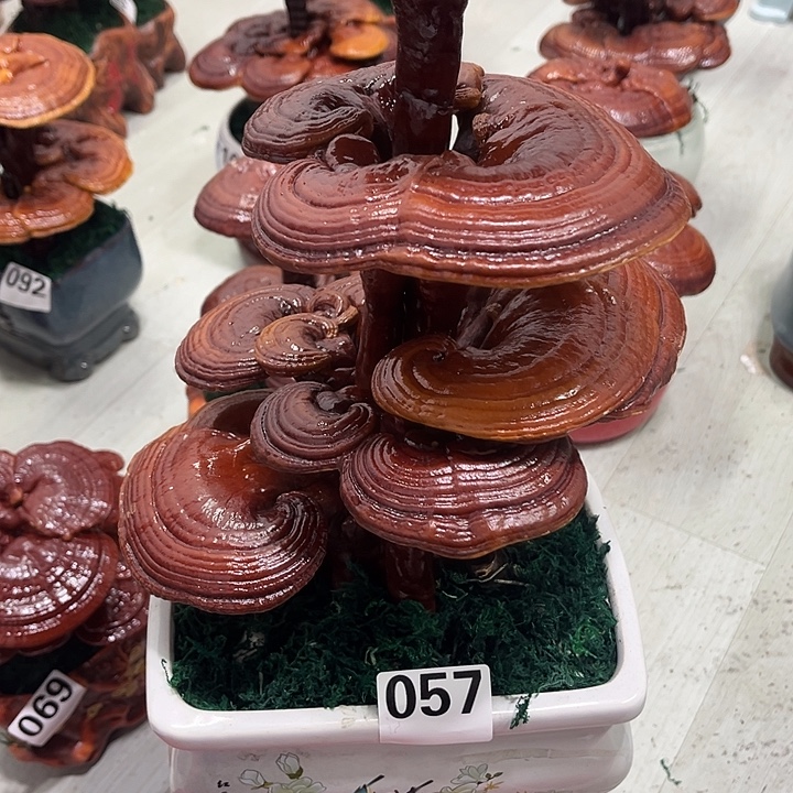 全部花朵88888888885