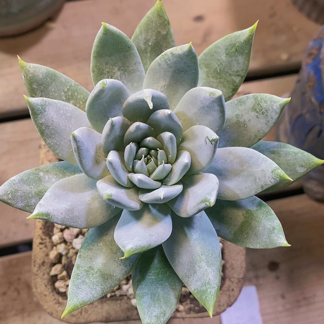 【闪购商品】哈哈哈哈雪山多肉1344