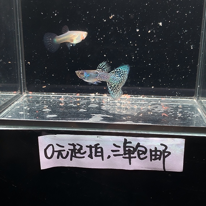 孔雀鱼金属蓝蕾丝一对