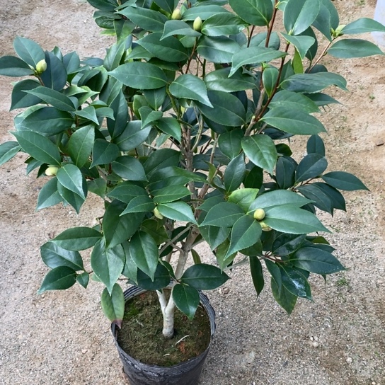 当前无花栽培后可以开花