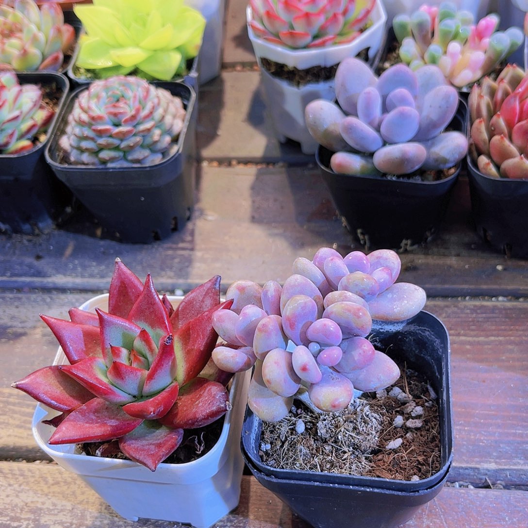 2盆桃蛋➕2盆罗卡11111111