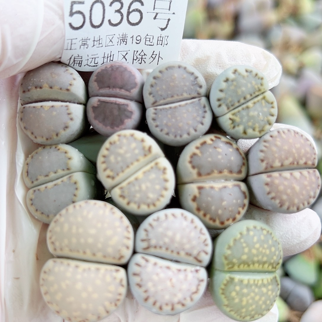 5036四年彩饼干11个1.7-2.3cm