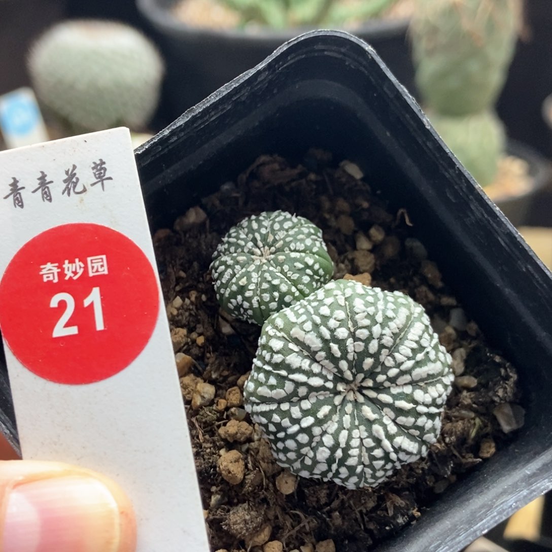 实生双头海星奇迹兜