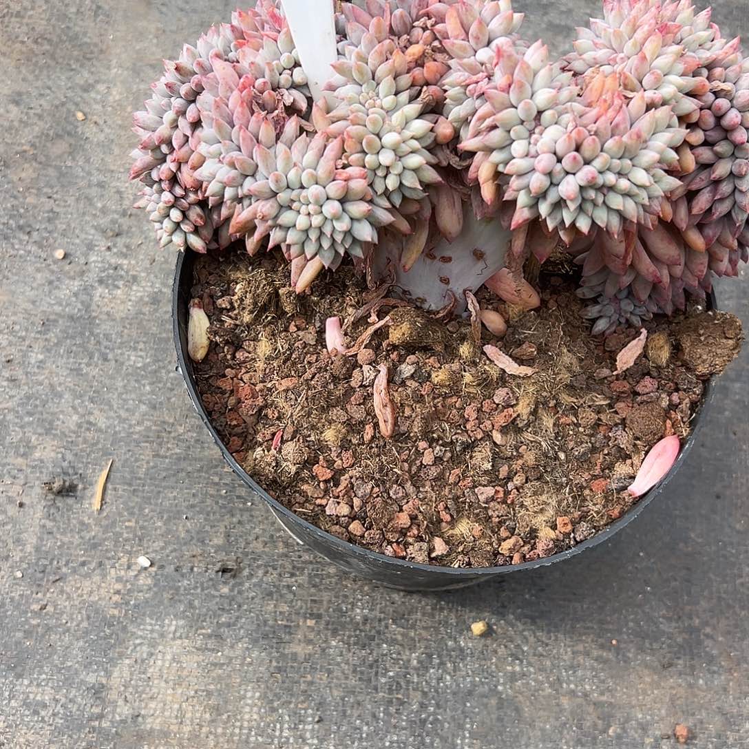 22所罗门缀化 多肉。 