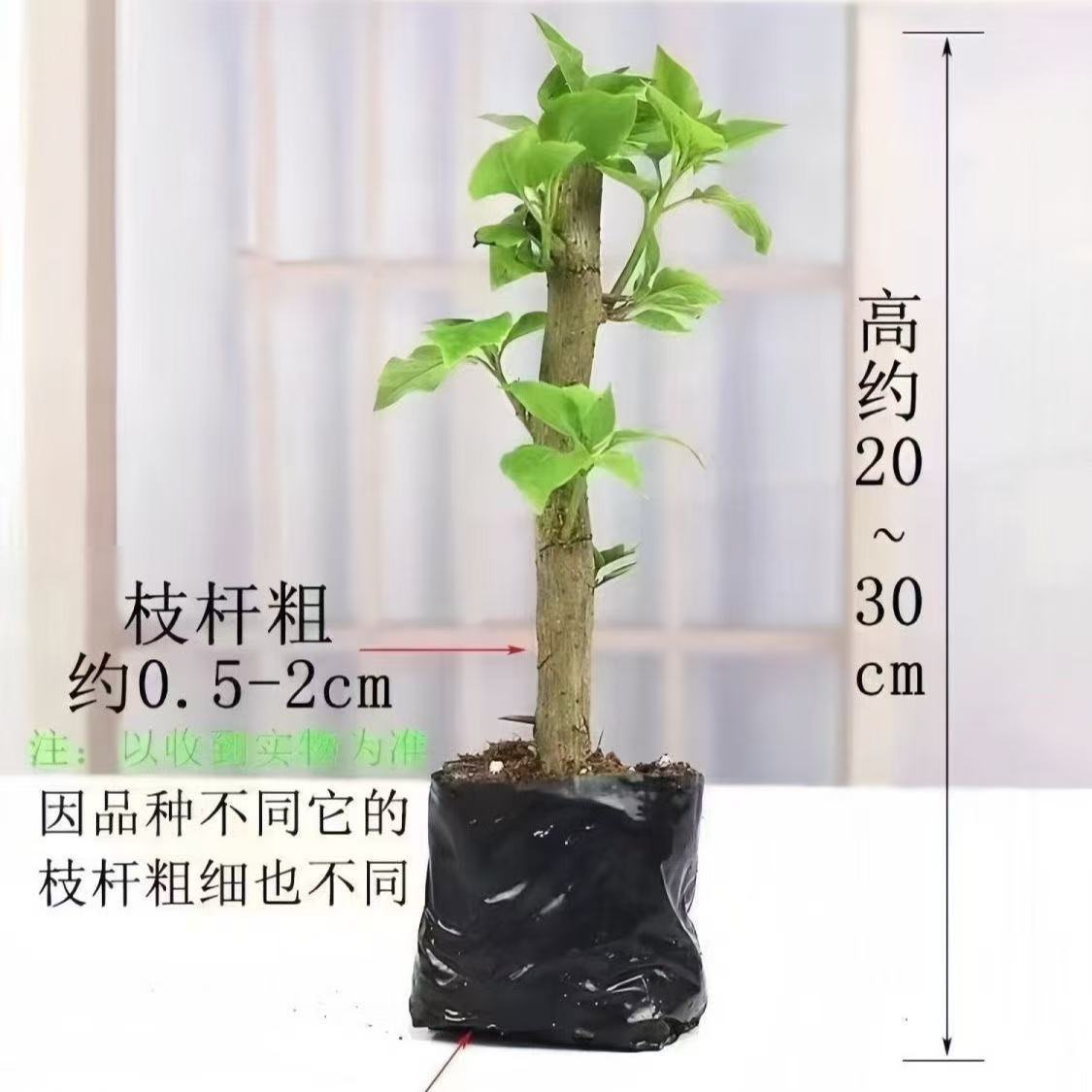 【多品种三角梅】买一送一到手2棵