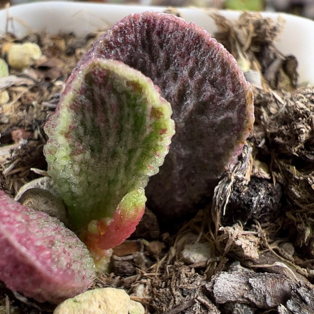 花斑款实生新品竖条纹大苗