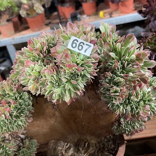 艾***姐多肉植物一个白凤