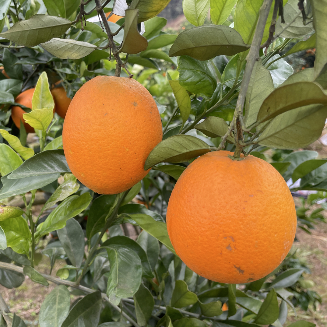 湖南泥窝潭纽荷尔脐橙