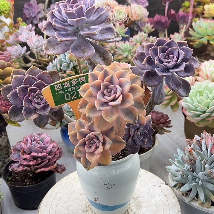 粥***粥紫乐多肉植物精华027瓶