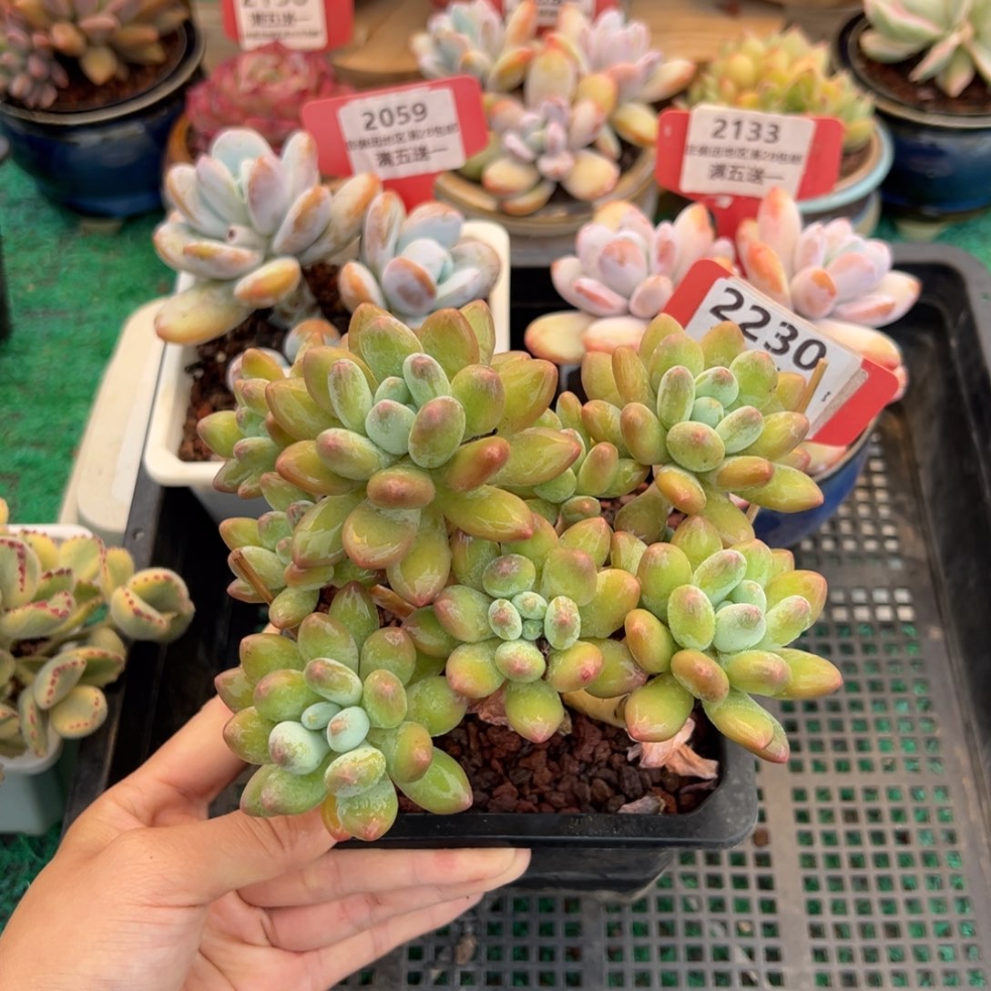 表妹精品多肉2230.