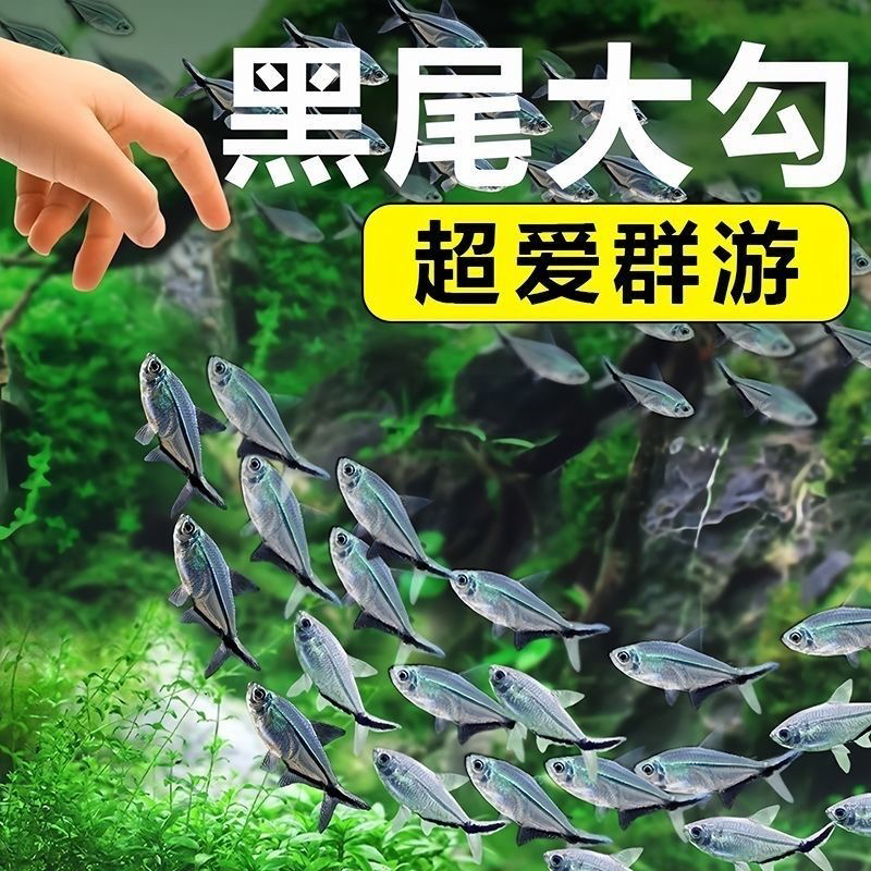 黑尾大勾群游热带观赏鱼草缸小型活体淡水灯科鱼耐养易活放生