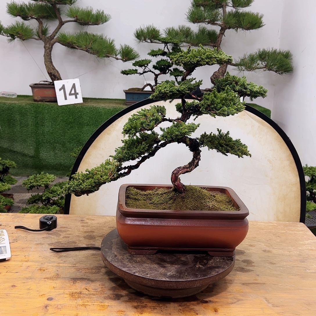 盆景盆景盆景盆景