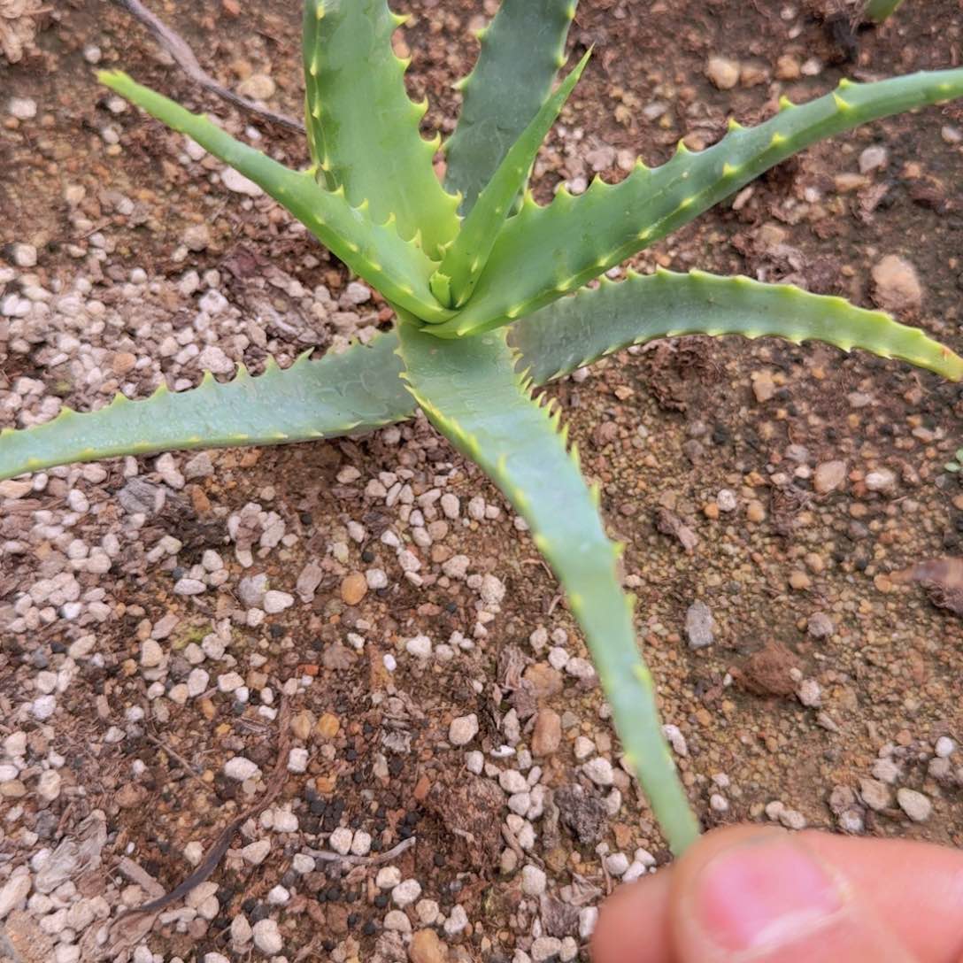 块根植物块块根植物