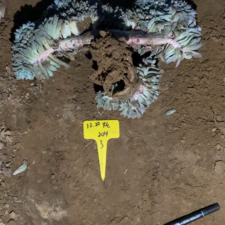 福多多花卉园艺星影