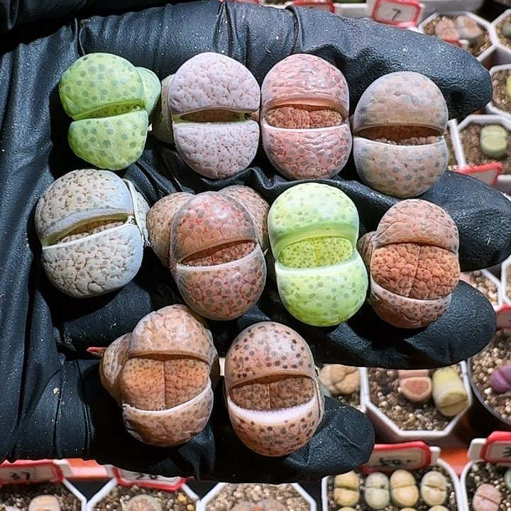 生石花11554。  59