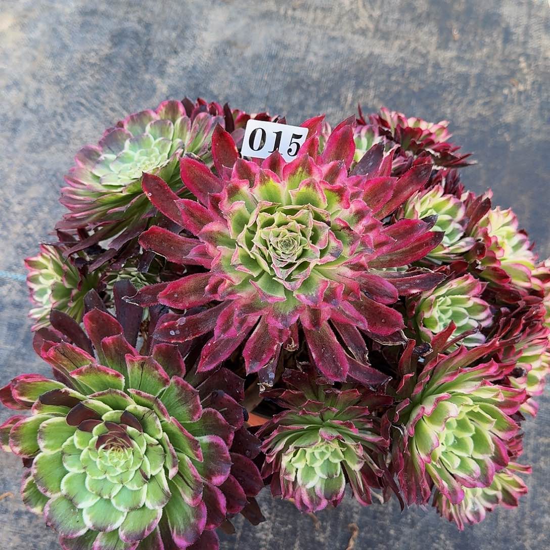 015绿体仙默水墨一体多肉植物