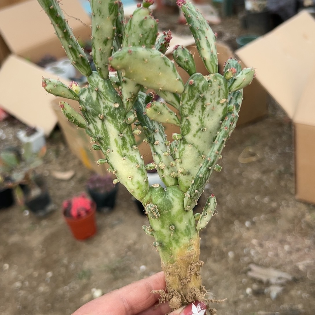 多肉植物彩扇多肉