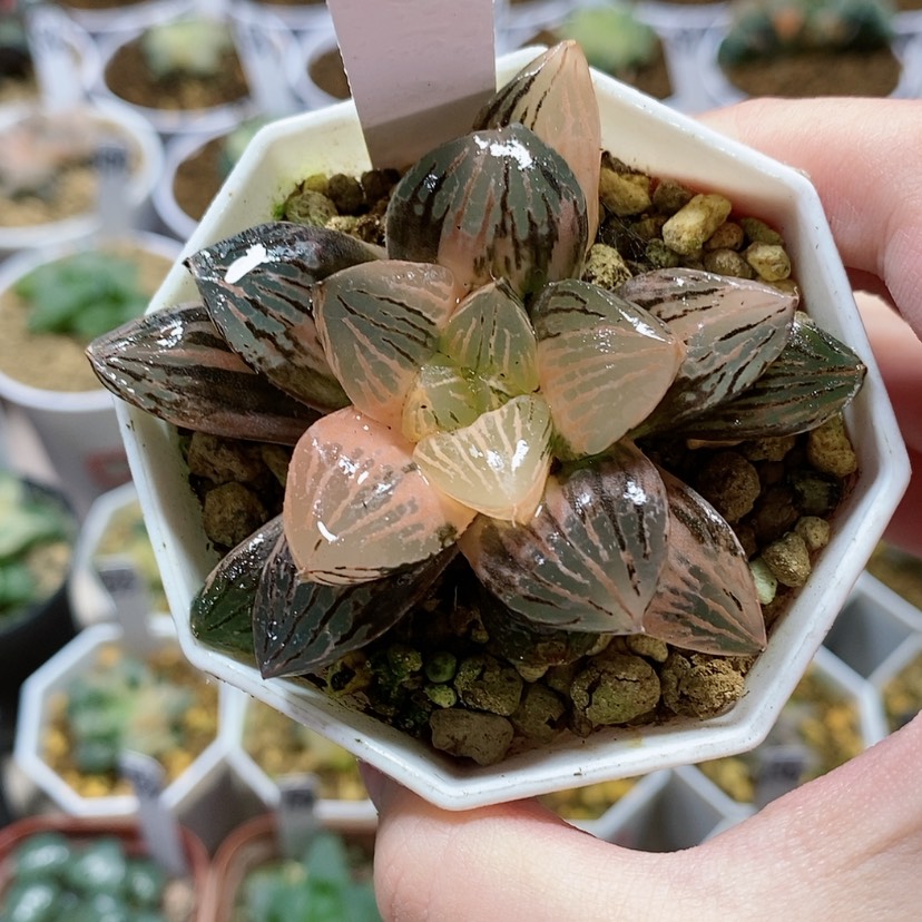 【闪购商品】155福利赤焰玉露锦