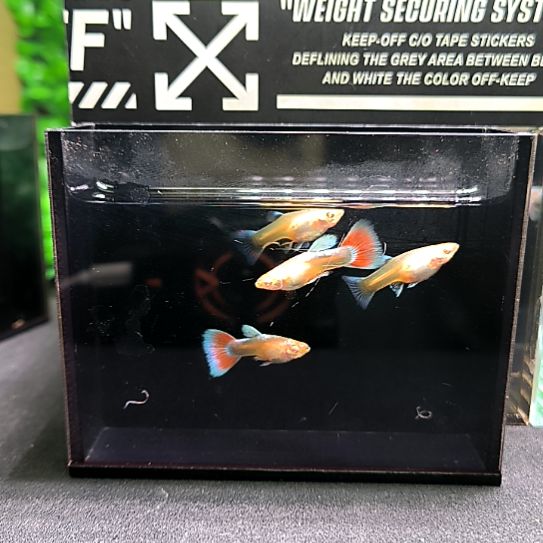 孔雀鱼天空蓝，两公两母跑红体火烧云。含一条被损。