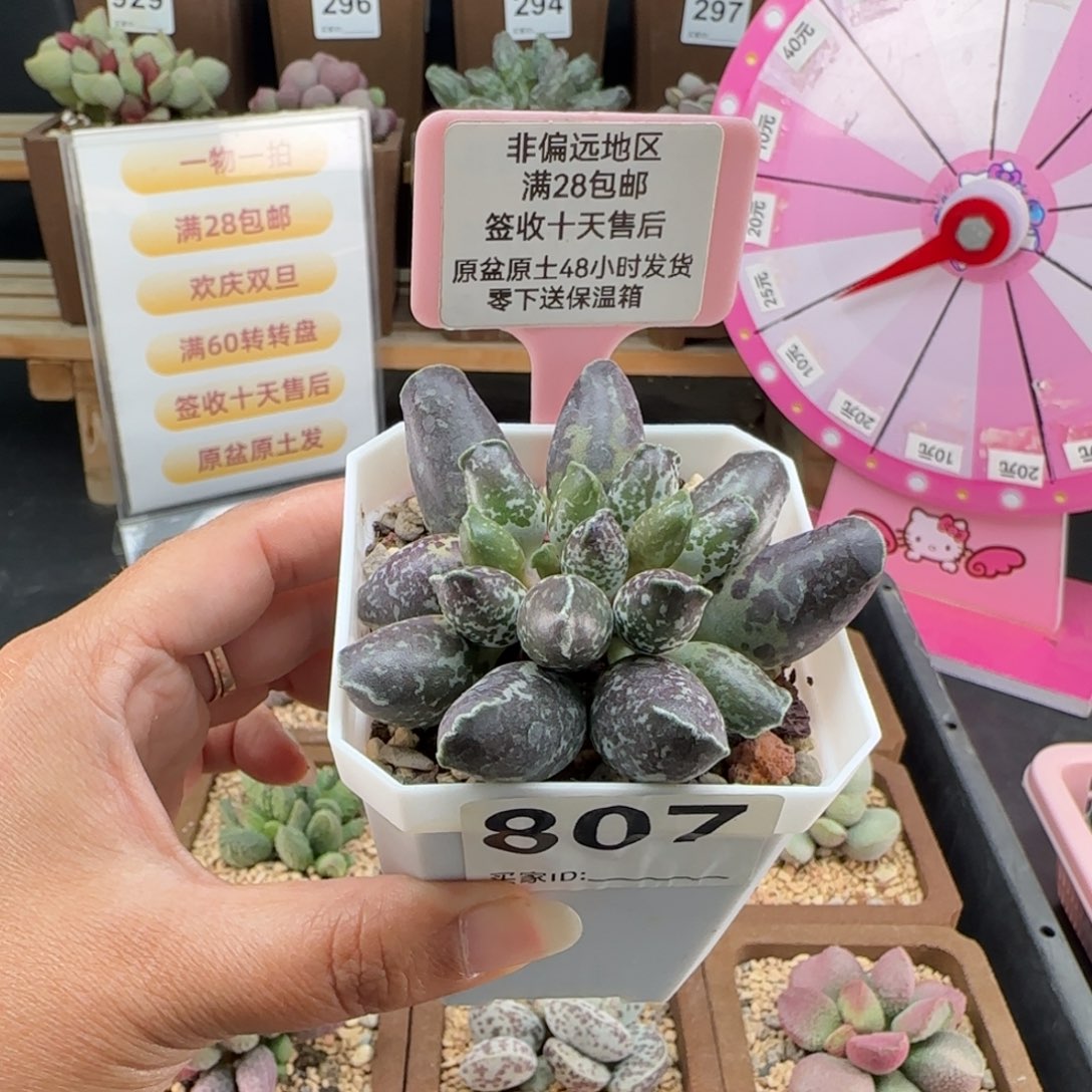 807二代紫海报多肉植物