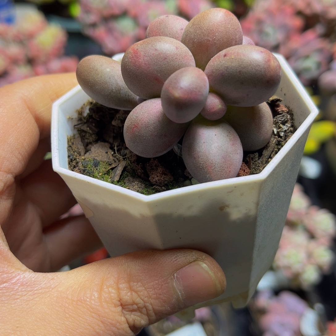 1420彩虹糖6厘米多肉