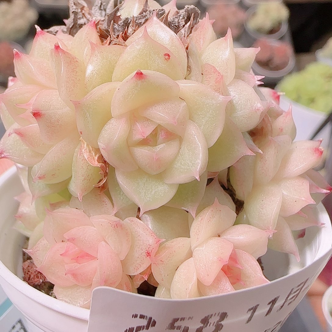 花语逸镜1126-258散