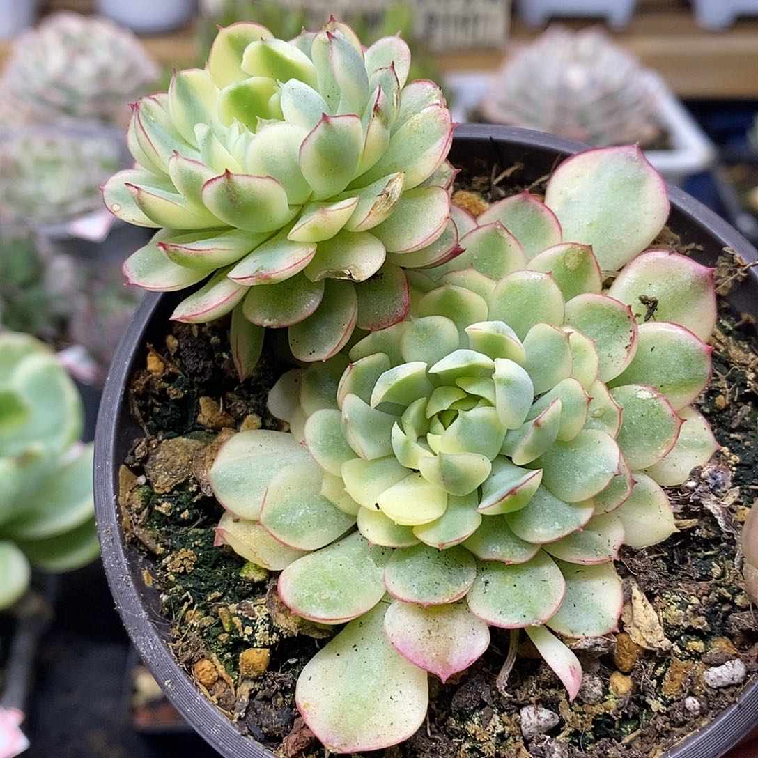 26125 梦幻玫瑰黄覆轮锦无砍双头 需延时发货