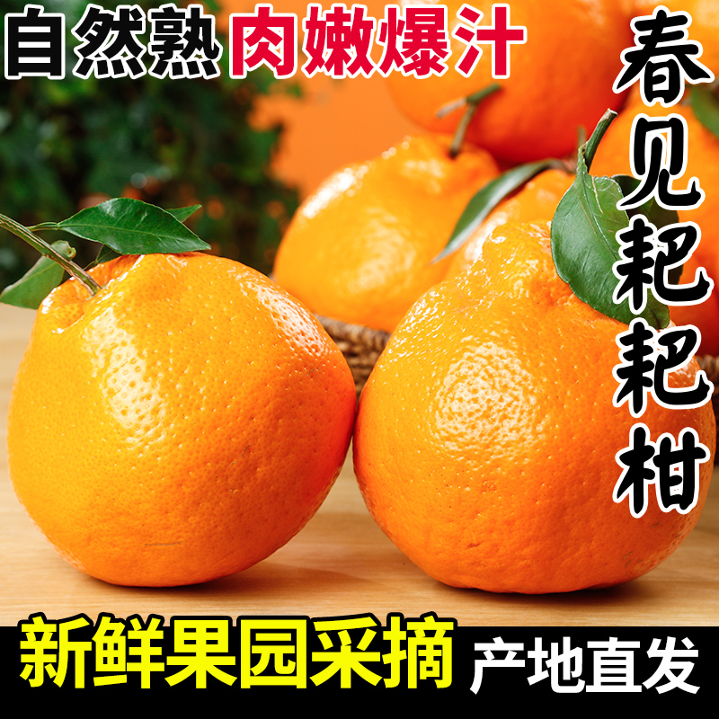 【商超品质】正宗四川春见耙耙柑新鲜水果粑粑柑橘子当季丑橘自然熟