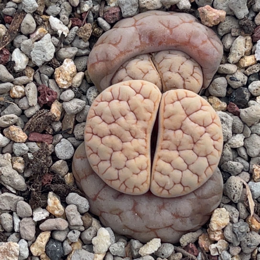 7675双头凹凸189母本