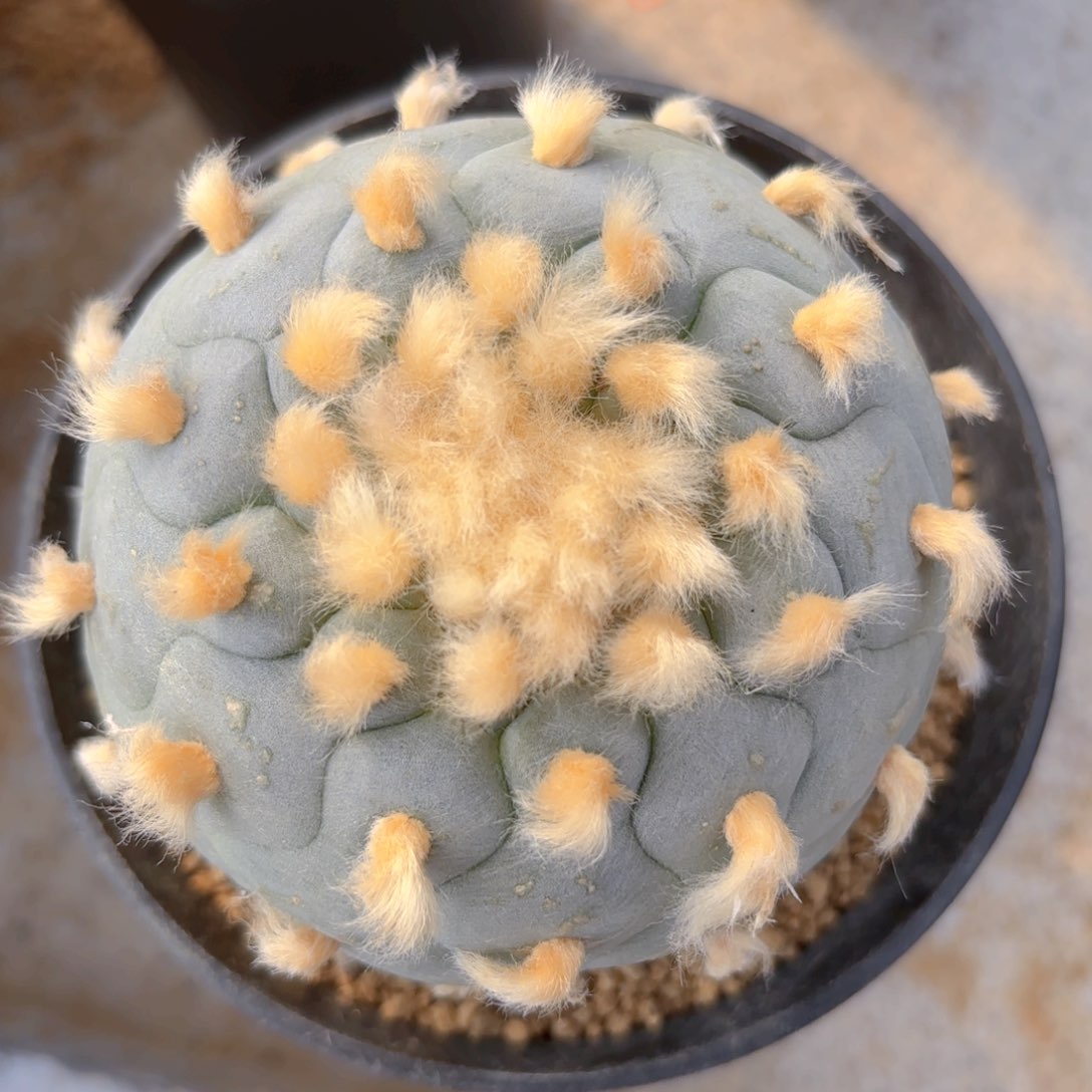 G g g g g g g 79