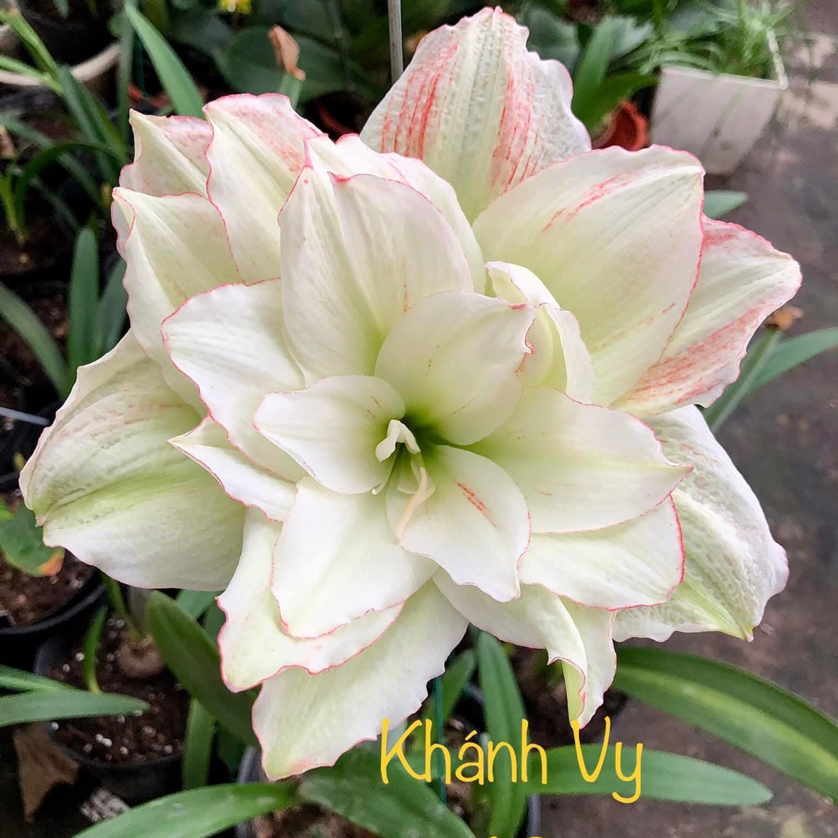 S孤挺花园 Kv68 裸球