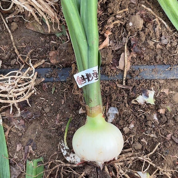 无花朵魅影重重包对版