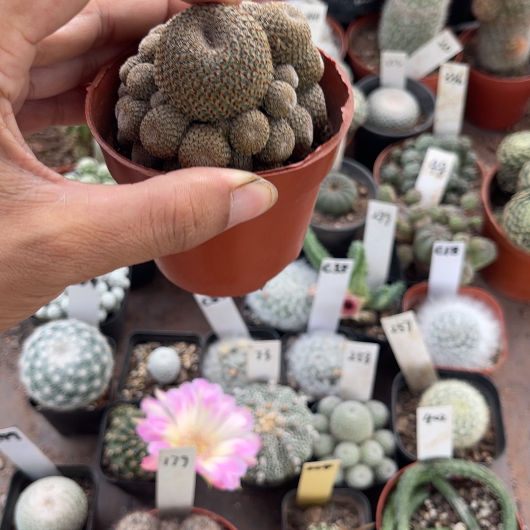 筱***飒多肉植物仙人球开花