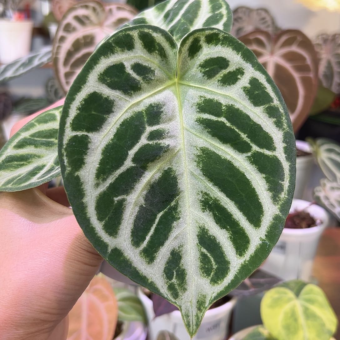 无花朵SK G杂铜锣烧W65