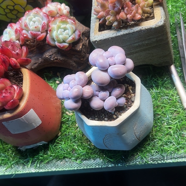 烟美人老桩精品多肉植物