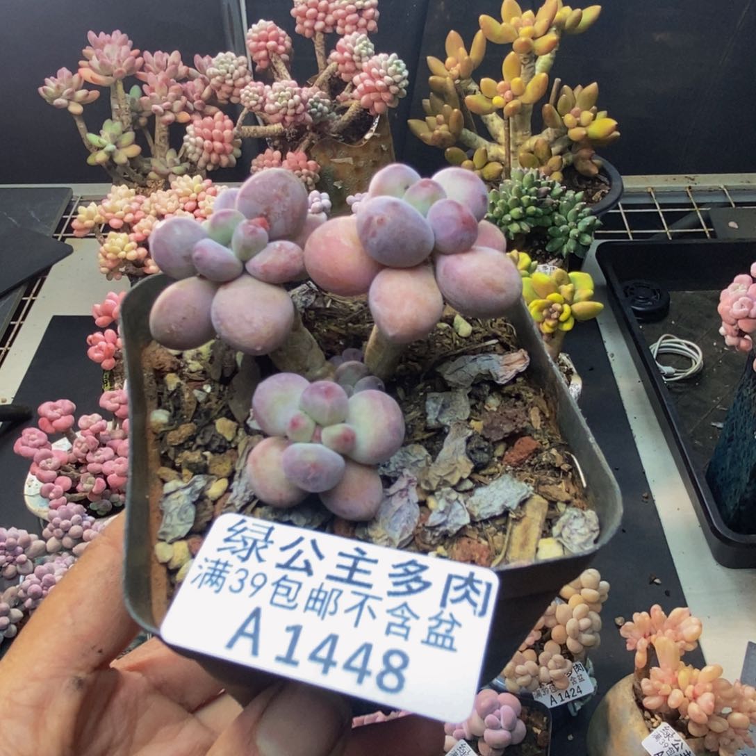 448苹果奶一代多肉4c m