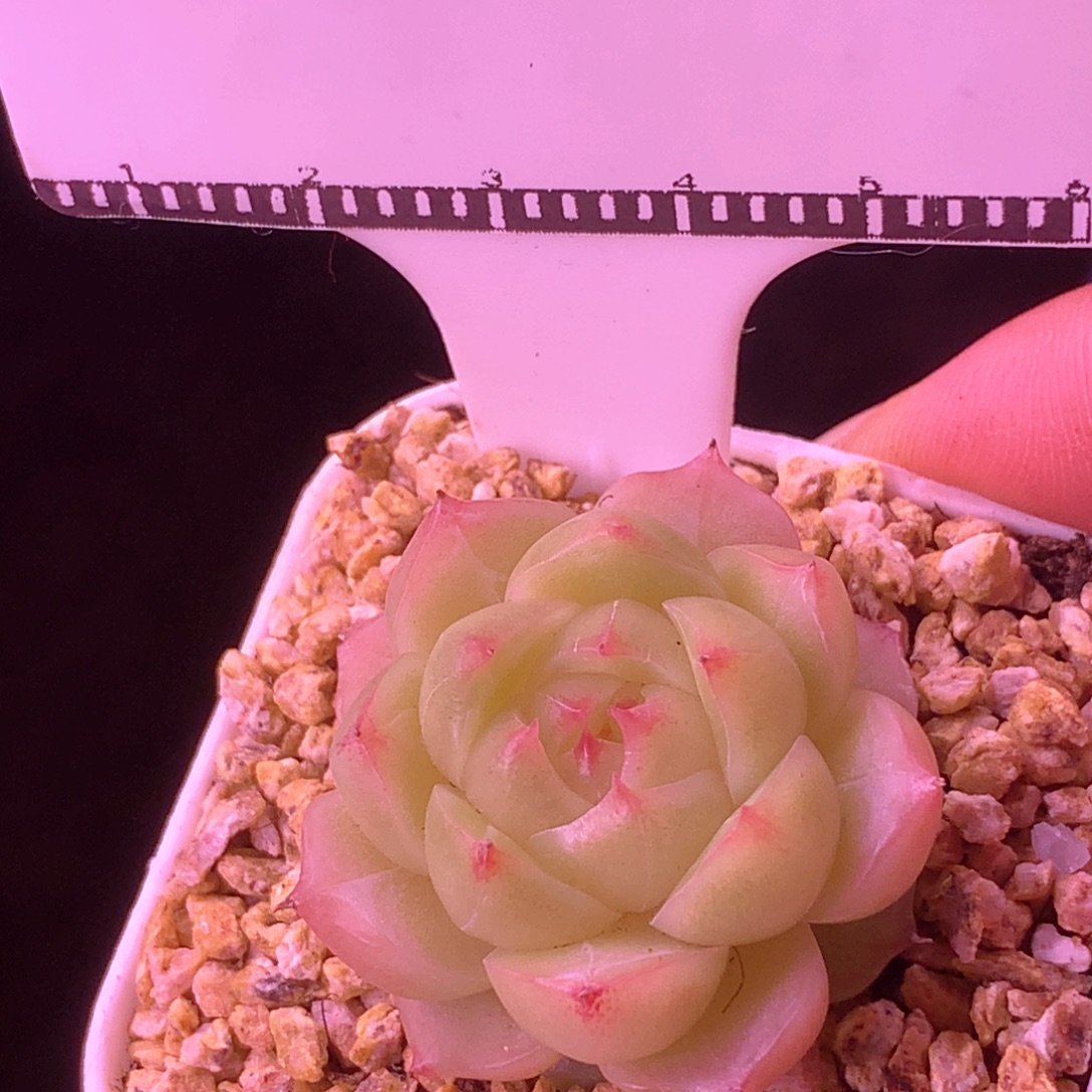 麦秆包子优选58包邮