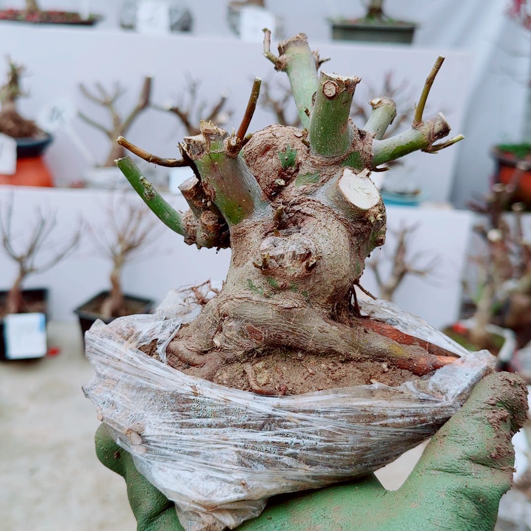 陈***生无花朵山红叶老桩